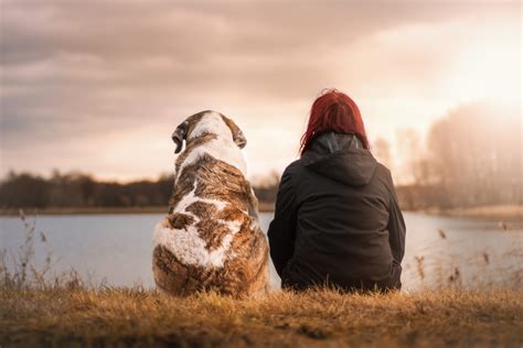 愛犬 クッション - 犬と人間の絆を考える